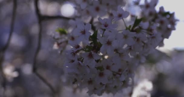 Fiore Ciliegio Che Oscilla Vento Giappone Nella Stagione Primaverile Filmati — Video Stock