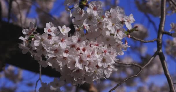 春佳节 日本的樱花迎风飘扬 高质量的4K镜头 Itabashi地区日本东京04 2024 — 图库视频影像