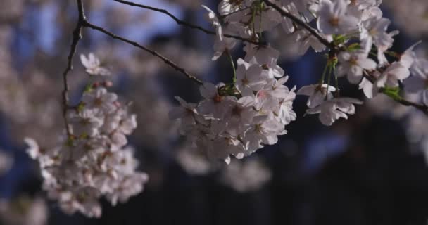 Třešňový Kvetoucí Vítr Houpající Japonsku Jaře Kvalitní Záběry Okres Itabashi — Stock video