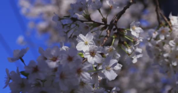 Une Fleur Cerisier Balançant Vent Japon Printemps Images Haute Qualité — Video