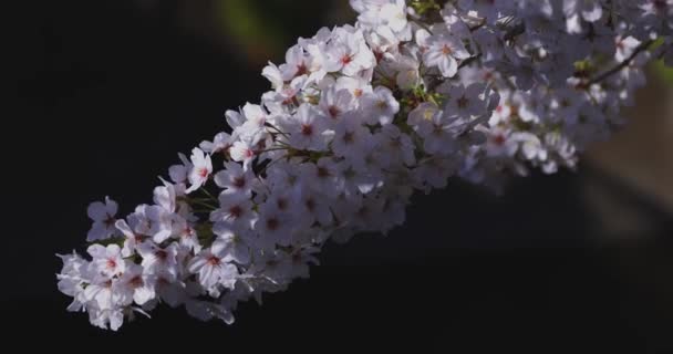 Bahar Mevsiminde Japonya Kiraz Çiçekli Bir Rüzgar Esiyor Yüksek Kalite — Stok video