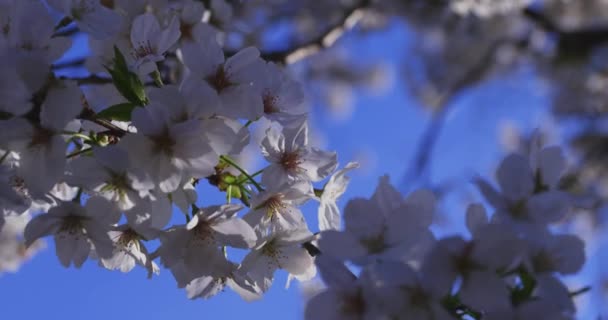 Uma Flor Cerejeira Balançando Vento Japão Primavera Imagens Alta Qualidade — Vídeo de Stock