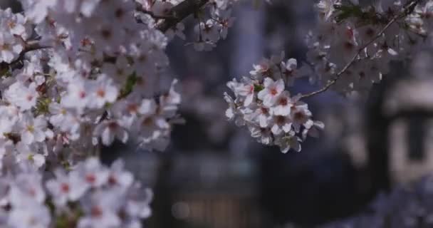 Wiśniowy Kwiat Kołyszący Wiatr Japonii Wiosennym Sezonie Wysokiej Jakości Materiał — Wideo stockowe