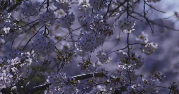 春佳节 日本的樱花迎风飘扬 高质量的4K镜头 Itabashi地区日本东京04 2024 — 图库视频影像