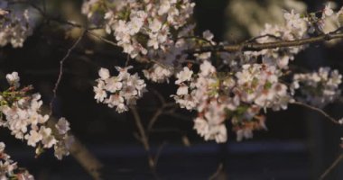 Bahar güneşli bir günde kiraz çiçeğinin yavaşça esen rüzgarı. Yüksek kalite 4K görüntü. Nerima Bölgesi Sekimachi Tokyo Japonya 04.10.2024