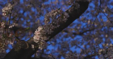 Bahar güneşli bir günde kiraz çiçeğinin yavaşça esen rüzgarı. Yüksek kalite 4K görüntü. Nerima Bölgesi Sekimachi Tokyo Japonya 04.10.2024