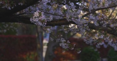 Bahar güneşli bir günde kiraz çiçeğinin yavaşça esen rüzgarı. Yüksek kalite 4K görüntü. Nerima Bölgesi Sekimachi Tokyo Japonya 04.10.2024