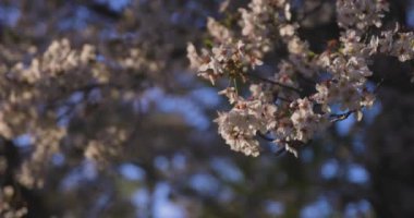 Bahar güneşli bir günde kiraz çiçeğinin yavaşça esen rüzgarı. Yüksek kalite 4K görüntü. Nerima Bölgesi Sekimachi Tokyo Japonya 04.10.2024