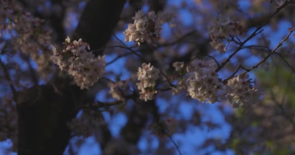 Замедленное Движение Цветущей Вишни Раскачивающегося Ветра Весной Солнечного Дня Высококачественные — стоковое видео