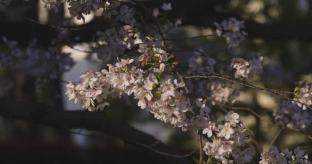 Wolny Ruch Kwitnącej Wiśni Huśtający Się Wiatr Wiosenny Słoneczny Dzień — Wideo stockowe