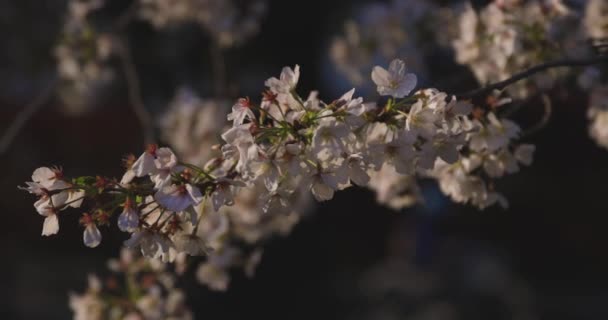Zpomalený Pohyb Třešňového Květu Houpajícího Větrem Jarním Slunečném Dni Kvalitní — Stock video
