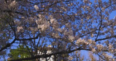 Bahar güneşli bir günde kiraz çiçeğinin yavaşça esen rüzgarı. Yüksek kalite 4K görüntü. Nerima Bölgesi Sekimachi Tokyo Japonya 04.10.2024