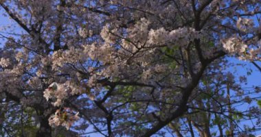 Bahar güneşli bir günde kiraz çiçeğinin yavaşça esen rüzgarı. Yüksek kalite 4K görüntü. Nerima Bölgesi Sekimachi Tokyo Japonya 04.10.2024