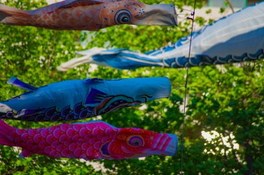 Parkta gündüz güneşinde sazan balığı şeridi. Sumida Bölgesi Tokyo - 05.08.2019