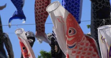 Parkta sazan desenli, gündüz güneşli yakın çekim. Sumida Bölgesi Tokyo - 05.08.2019 kamera: Canon EOS 5D mark4