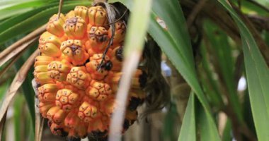 Sarı tropikal meyveler. Amami oshima ilçe Naze Kagoshima Japonya - 05.22.2019