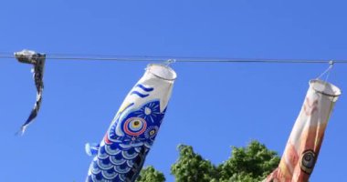 Parkta sazan desenli, gündüz güneşli yakın çekim. Sumida Bölgesi Tokyo - 05.08.2019 kamera: Canon EOS 5D mark4