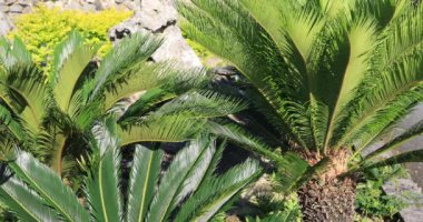 Palmiye ağacı güneşli bir gün. Amami oshima ilçe Naze Kagoshima Japonya - 05.22.2019