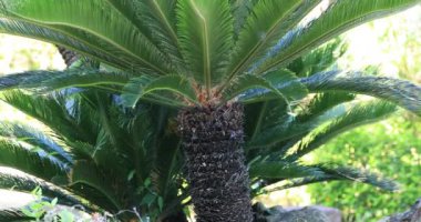 Palmiye ağacı güneşli bir gün. Amami oshima ilçe Naze Kagoshima Japonya - 05.22.2019