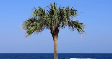 Palmiye ağacı güneşli bir gün. Amami oshima ilçe Naze Kagoshima Japonya - 05.22.2019