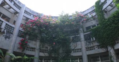 Ebegümeci beyaz arketektüre yakın. Amami oshima ilçe Naze Kagoshima Japonya - 05.22.2019