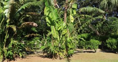 Palmiye ağacı güneşli bir gün. Amami oshima ilçe Naze Kagoshima Japonya - 05.22.2019