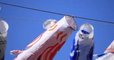 Parkta sazan desenli, gündüz güneşli yakın çekim. Sumida Bölgesi Tokyo - 05.08.2019 kamera: Canon EOS 5D mark4