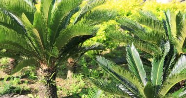 Palmiye ağacı güneşli bir gün. Amami oshima ilçe Naze Kagoshima Japonya - 05.22.2019