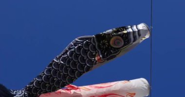 Parkta sazan desenli, gündüz güneşli yakın çekim. Sumida Bölgesi Tokyo - 05.08.2019 kamera: Canon EOS 5D mark4