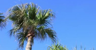 Palmiye ağacı güneşli bir gün. Amami oshima ilçe Naze Kagoshima Japonya - 05.22.2019