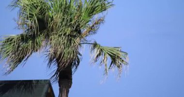 Palmiye ağacı güneşli bir gün. Amami oshima ilçe Naze Kagoshima Japonya - 05.22.2019