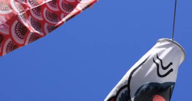 Parkta sazan desenli, gündüz güneşli yakın çekim. Sumida Bölgesi Tokyo - 05.08.2019 kamera: Canon EOS 5D mark4