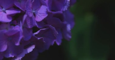 Halk parkındaki bahçede bir ortanca çiçeği. Yüksek kalite 4K görüntü. Suginami bölgesi Zenpukuji Tokyo Japonya 06.04.2024