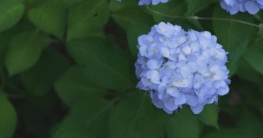 Halk parkındaki bahçede bir ortanca çiçeği. Yüksek kalite 4K görüntü. Suginami bölgesi Zenpukuji Tokyo Japonya 06.04.2024