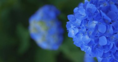 Halk parkındaki bahçede bir ortanca çiçeği. Yüksek kalite 4K görüntü. Suginami bölgesi Zenpukuji Tokyo Japonya 06.04.2024