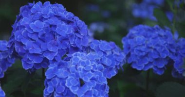 Halk parkındaki bahçede bir ortanca çiçeği. Yüksek kalite 4K görüntü. Suginami bölgesi Zenpukuji Tokyo Japonya 06.04.2024