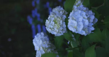 Halk parkındaki bahçede bir ortanca çiçeği. Yüksek kalite 4K görüntü. Suginami bölgesi Zenpukuji Tokyo Japonya 06.04.2024