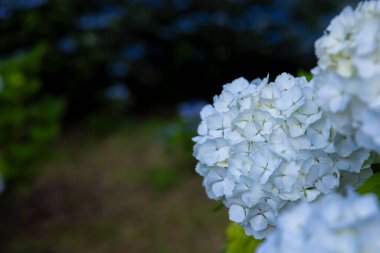 Halk parkındaki bahçede bir ortanca çiçeği. Yüksek kalite fotoğraf. Suginami bölgesi Zenpukuji Tokyo Japonya 06.04.2024