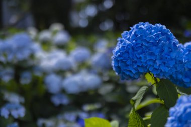 Halk parkındaki bahçede bir ortanca çiçeği. Yüksek kalite fotoğraf. Suginami bölgesi Zenpukuji Tokyo Japonya 06.04.2024