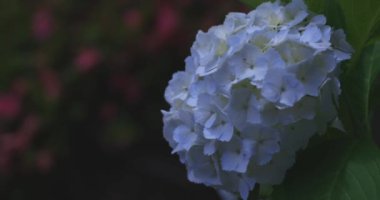 Halk parkındaki bahçede bir ortanca çiçeği. Yüksek kalite 4K görüntü. Suginami bölgesi Zenpukuji Tokyo Japonya 06.04.2024