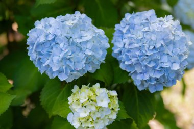 Halk parkındaki bahçede bir ortanca çiçeği. Yüksek kalite fotoğraf. Suginami bölgesi Zenpukuji Tokyo Japonya 06.04.2024