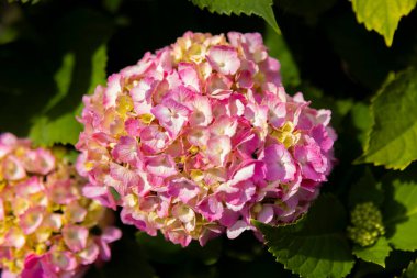 Halk parkındaki bahçede bir ortanca çiçeği. Yüksek kalite fotoğraf. Suginami bölgesi Zenpukuji Tokyo Japonya 06.04.2024