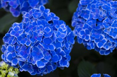 Halk parkındaki bahçede bir ortanca çiçeği. Yüksek kalite fotoğraf. Suginami bölgesi Zenpukuji Tokyo Japonya 06.04.2024