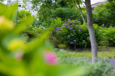 Halk parkındaki bahçede bir ortanca çiçeği. Yüksek kalite fotoğraf. Suginami bölgesi Zenpukuji Tokyo Japonya 06.04.2024