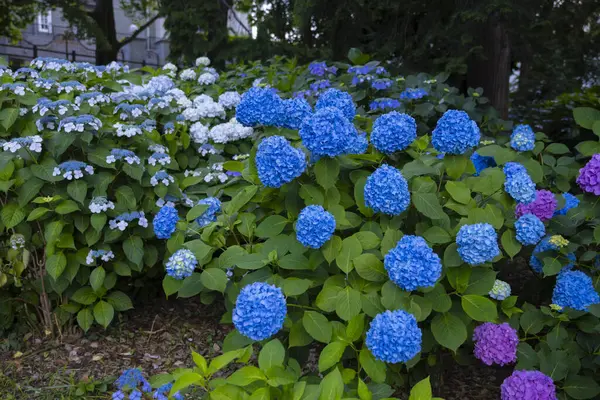 Halk parkındaki bahçede bir ortanca çiçeği. Yüksek kalite fotoğraf. Suginami bölgesi Zenpukuji Tokyo Japonya 06.04.2024