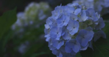 Halk parkındaki bahçede bir ortanca çiçeği. Yüksek kalite 4K görüntü. Suginami bölgesi Zenpukuji Tokyo Japonya 06.04.2024