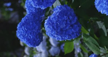 Halk parkındaki bahçede bir ortanca çiçeği. Yüksek kalite 4K görüntü. Suginami bölgesi Zenpukuji Tokyo Japonya 06.04.2024