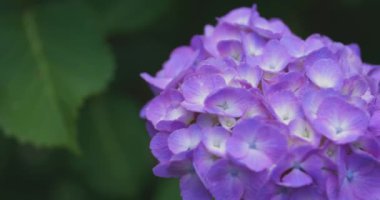 Halk parkındaki bahçede bir ortanca çiçeği. Yüksek kalite 4K görüntü. Suginami bölgesi Zenpukuji Tokyo Japonya 06.04.2024