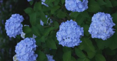 Halk parkındaki bahçede bir ortanca çiçeği. Yüksek kalite 4K görüntü. Suginami bölgesi Zenpukuji Tokyo Japonya 06.04.2024