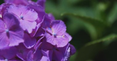 Halk parkındaki bahçede bir ortanca çiçeği. Yüksek kalite 4K görüntü. Suginami bölgesi Zenpukuji Tokyo Japonya 06.04.2024